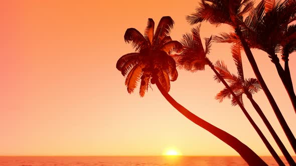 Sunset Palm Island alt