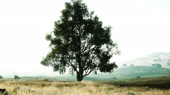 Dark Autumn Tree and the Yellow Grass Field alt