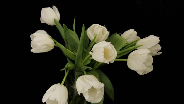 White Tulips Opening