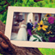 Apricot Nature Photo Gallery - VideoHive Item for Sale