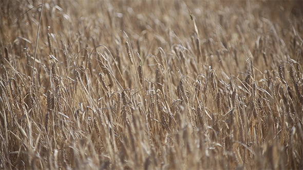 Rye on the Light Wind