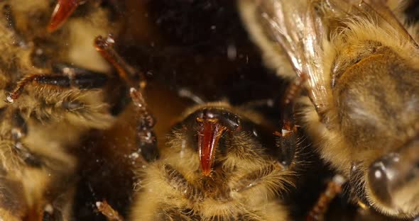 |European Honey Bee, apis mellifera, black bee on a glass / we can see the proboscys