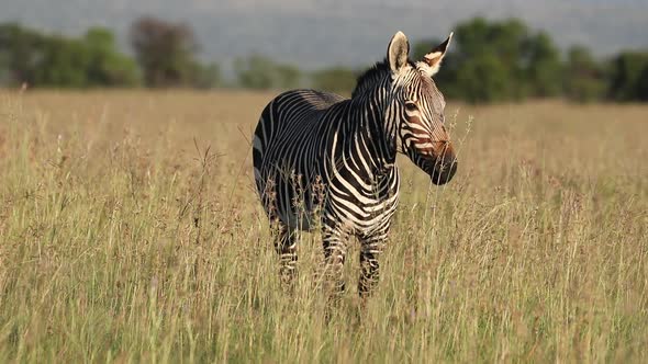 Grazing Cape Mountain Zebra