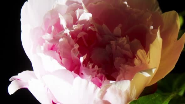 Peony Flowering