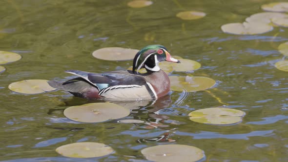 Duck Swimming in Water