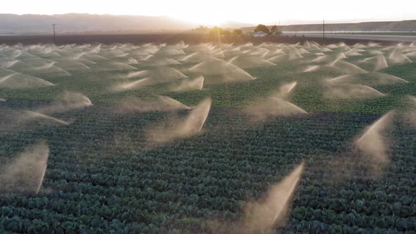 Irrigation Water Is Spraying Green Field. Agriculture Landscape at Golden Sunset