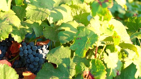 Bunches of Red Grapes Hanging in Vineyard