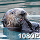 Male Sea Otter Snacks on Mussels - VideoHive Item for Sale