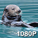 Wild Sea Otter in Blue Harbor - VideoHive Item for Sale
