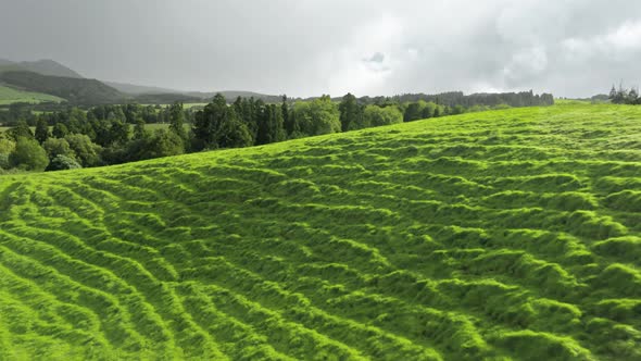Countryside with Forest at Cloudy Day alt