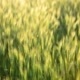 Field of Grass on Sunset - VideoHive Item for Sale
