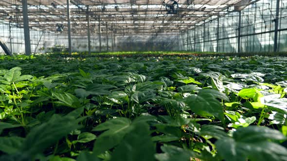 Green Plants Growing in Pots in a Greenhouse