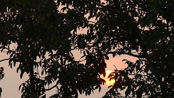 Sunset With Tree Branch At Evening Time