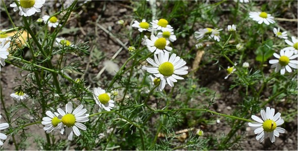 Camomile 2