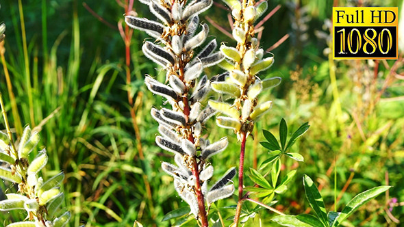 Tufted Vetch Or Vicia Cracca Seeds On Stem