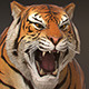 Animated Tiger - Low Poly - 3DOcean Item for Sale