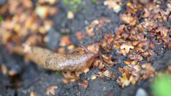 Brown Slug