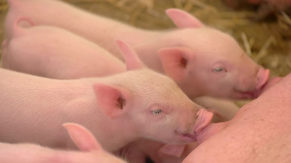 Pigs Drinking Milk From Sow.