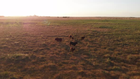 Sunset view in the Argentinean countryside with cows, calves and bulls. Pampa Humeda. Province of Bu