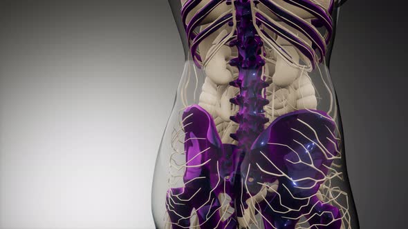 Transparent Human Body with Visible Bones