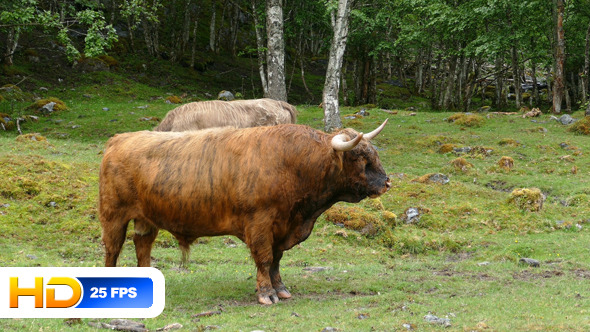 Cattle on Forest Glade