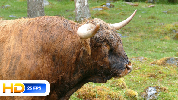 Ox on Pasture