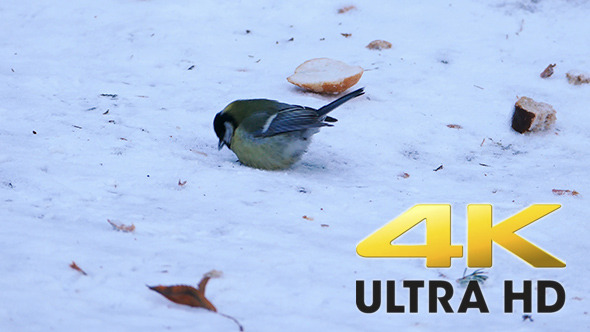 Great Tit Bird (Parus major) Eating in Winter