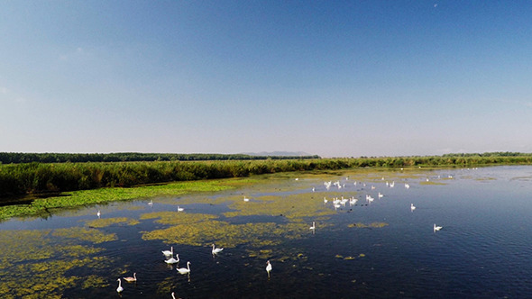 Swans in their Natural Habitat