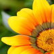 Natures Gift