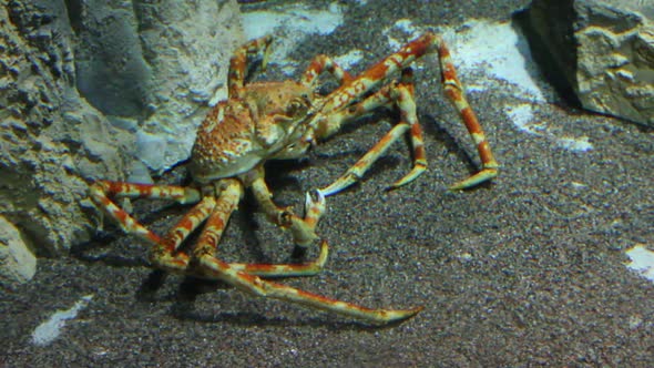 Large  Crab Underwater