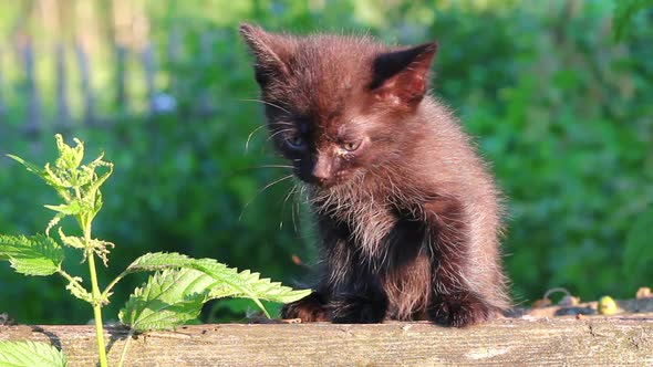 Little Black Kitten Plaintively Mew Outdoor