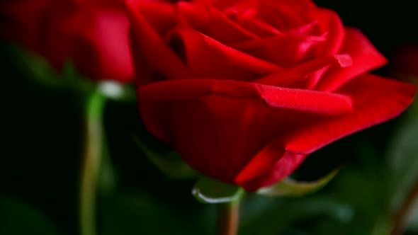 View On Red Rose, Shallow Dof