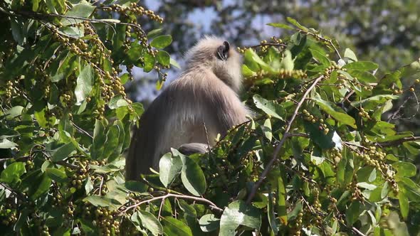 Presbytis Monkey Eating Fruits On Tree