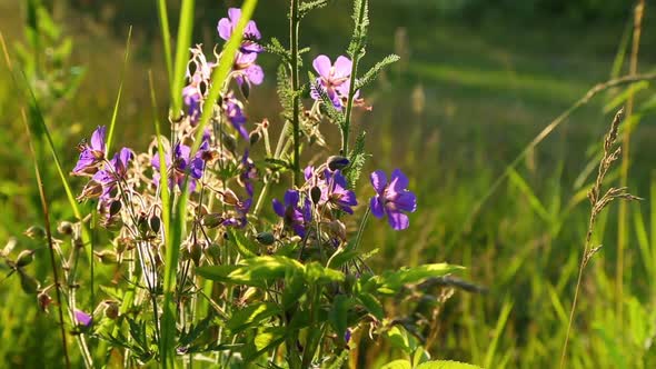 Purple Wild Flowers Close Up In The Light Of The Setting Sun