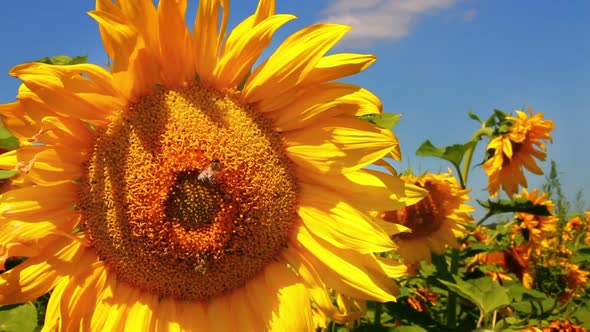 Bee Pollination On Sunflower 5