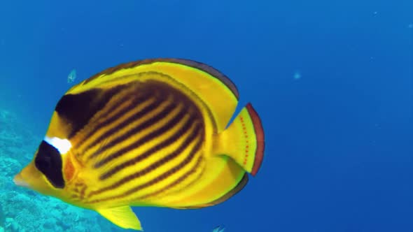 Raccoon Butterflyfish Closeup In Red Sea, Egypt 1