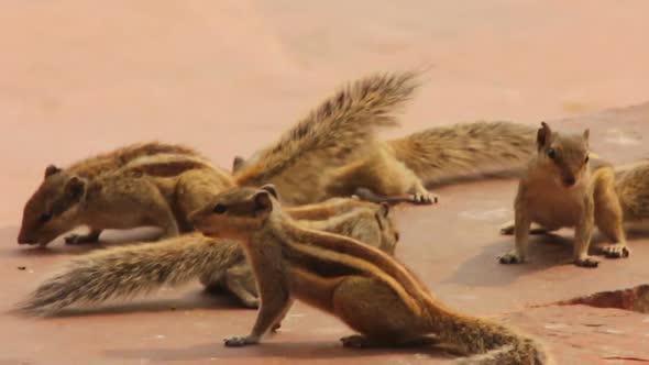 Group Of Feeding Chipmunks In India