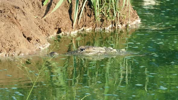 Head Of A Crocodile In The Lake