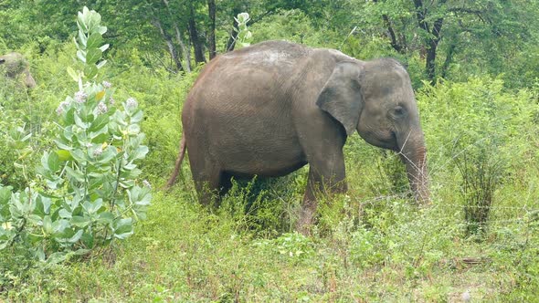 Indian Elephant Eating Grass In Jungle 3