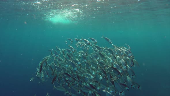 School Of Indian Mackerel (Rastrelliger Kanagurta) Feeding In Red Sea, Egypt 2