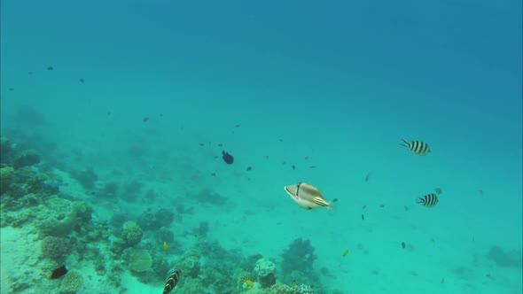 Picasso Triggerfish (Rhinecanthus Assasi) In Red Sea, Egypt. 1