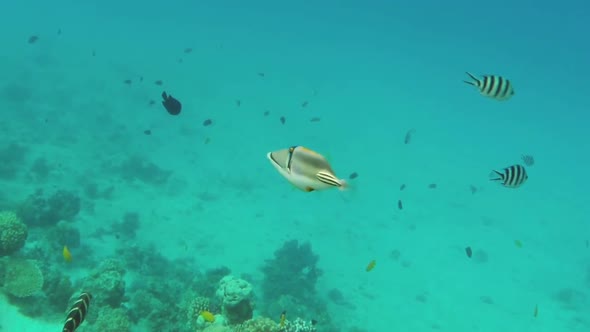 Picasso Triggerfish (Rhinecanthus Assasi) In Red Sea, Egypt. 2