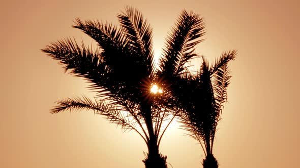 Silhouette Of Palm Tree Against Setting Sun 1