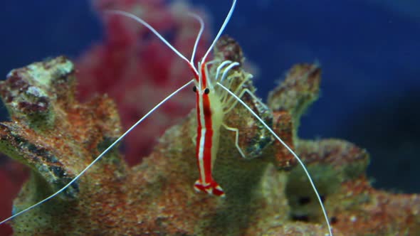 Small Red Shrimp Underwater 1