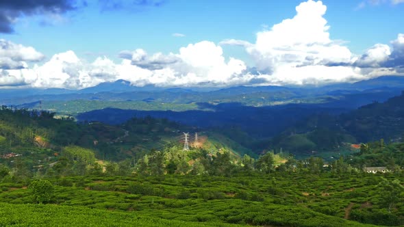 Mountain Landscape  Tea Plantation