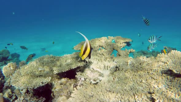 Pennant Coralfish (Heniochus Acuminatus) Or Bannerfish In The Red Sea - Egypt 1