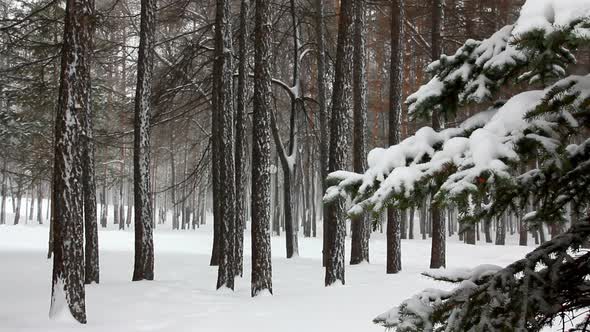 Snowfall In Winter Forest 1