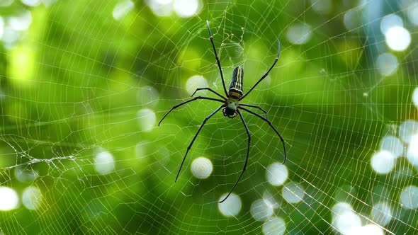 Spider On The Web Macro 3