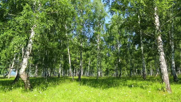 Summer Birch Woods In Russia