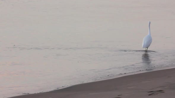 Egyptian Heron Bird Walking On Coastline 2
